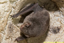 brown bat